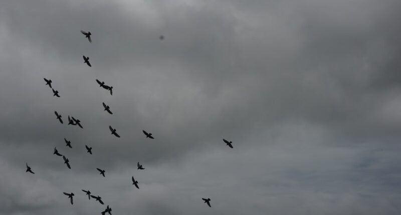 Photo Pigeon flying