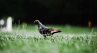 Photo Pigeon flying