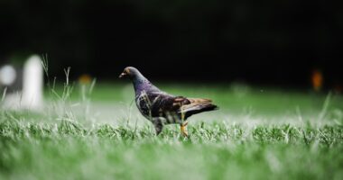 Photo Pigeon flying