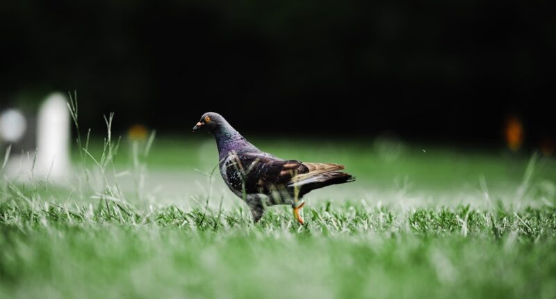 Photo Pigeon flying